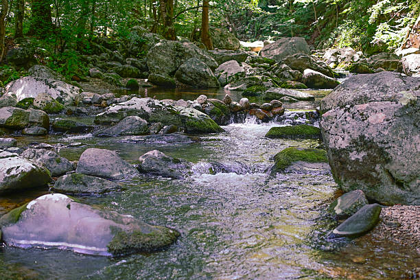 valley with flowing water