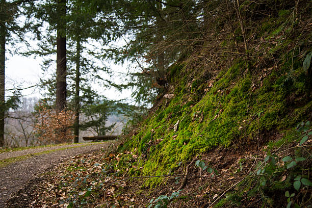 Winding Mossy Woodland Trail with Rustic Bench Seating. A peaceful forest scene showcasing a gentle dirt path edged with vibrant green moss on a sloped bank. Tall evergreen trees arch overhead, while a simple wooden bench sits invitingly by the trail, offering a serene spot for rest and reflection amidst the natural beauty of this woodland.