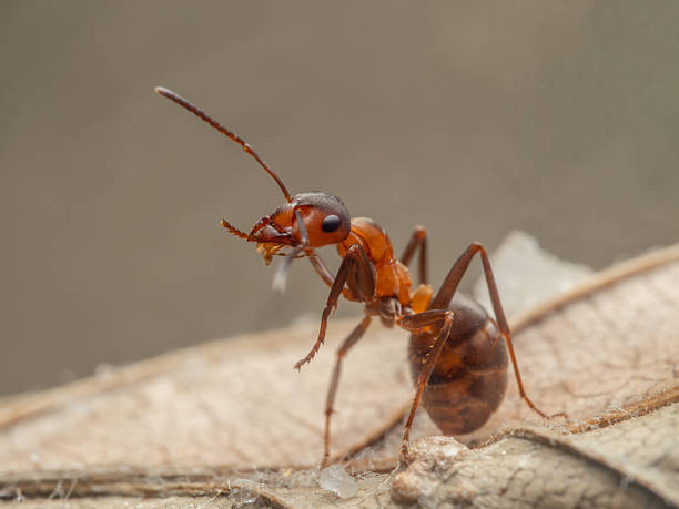 istock It shows a close-up of an ant sitting upright on a leaf. 2226686856