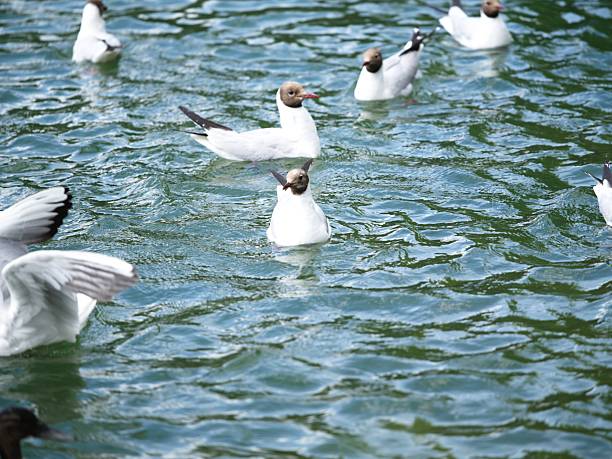 A lively group of black-headed gulls (Chroicocephalus ridibundus) floats and interacts on shimmering green-blue water. Captured in sharp detail, the central gull looks directly at the camera while others flutter and glide nearby, creating a dynamic sense of movement and urban wildlife activity on a sunny day.