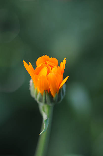 istock Marigold flower in the garden. Calendula officinalis 2226688471
