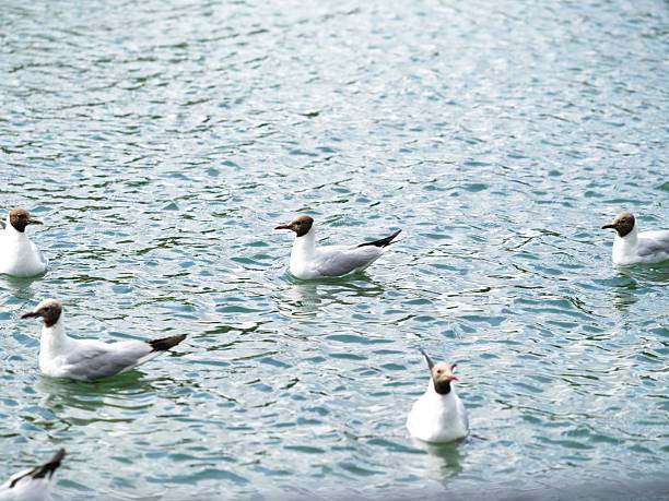 A group of black-headed gulls (Chroicocephalus ridibundus) gently drifts across a rippling lake, their chocolate-brown heads and white plumage contrasting against the soft blue-green of the water. Each bird faces a different direction, as if quietly surveying their surroundings. The image captures a serene moment in the natural rhythm of urban wildlife.