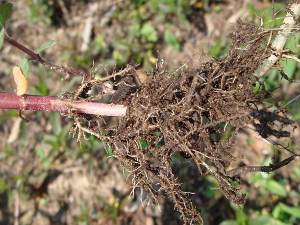 istock Harvested peppermint stems and leaves laid out for drying 2226689105