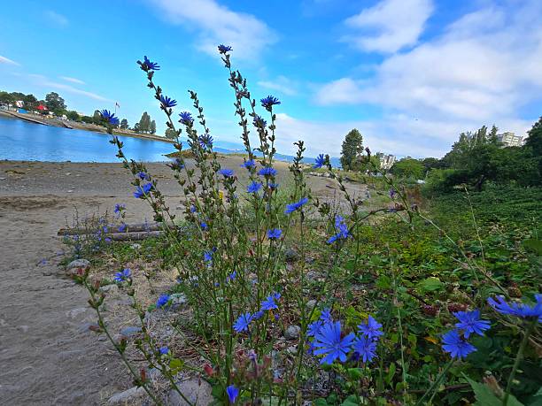 Chicory blossoms and blackberry brambles set against the sandy beach, harbor waters and a Caribbean blue sky mottled with white clouds.