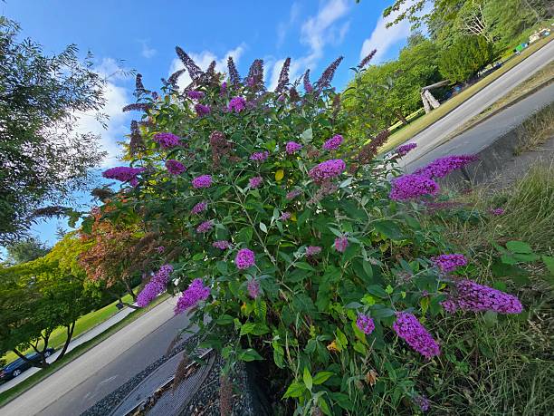 istock Flora and greenery along Vancouver's seawall pedestrian footpath between Lumberman's Arch and Devonian Harbor Park on the morning of July 22, 2025. 2226689425