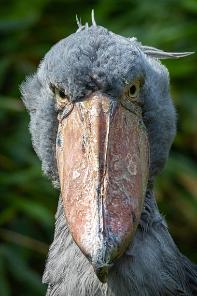 istock A shoebill  stork standing surrounded by plants and waiting. 2226691122