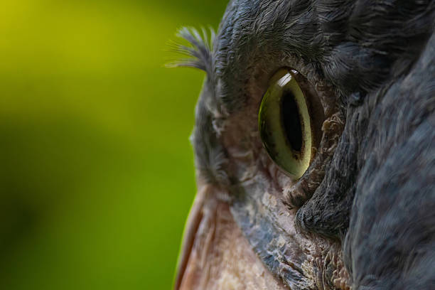 istock Dark look of Whale-head bird - balaeniceps rex 2226691659