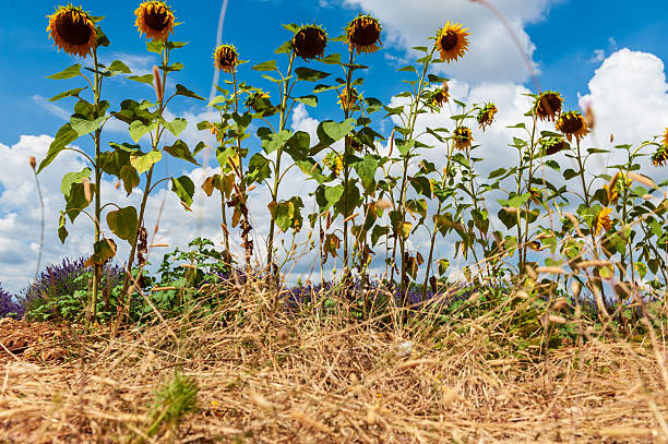 Telephoto of sunflowers in a field in the French Provence, near the town of Montagnac.