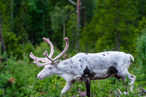 Telepgoto of a Reindeer -Rangifer tarandus- emerging from the bushes in Northern Finland.