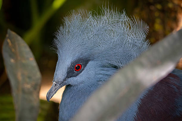 istock Western crowned pigeon lat. Goura cristata 2226691777