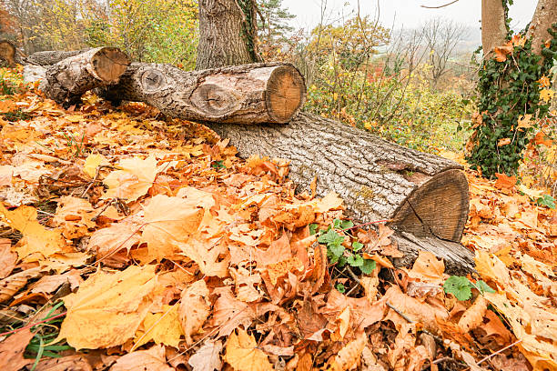 A pile of logs and leaves on the ground. The leaves are yellow and the logs are brown