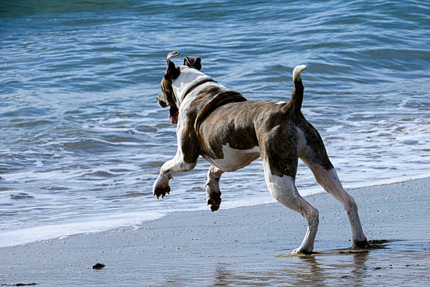 istock Brown and White Dog Playing on the Beach 2226692504