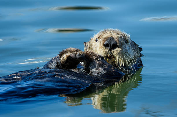 istock Wild Sea Otter Resting in Calm Ocean Water 2226692669