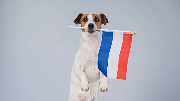 istock Jack Russell Terrier dog holding a Dutch flag on a white background. 2226693654