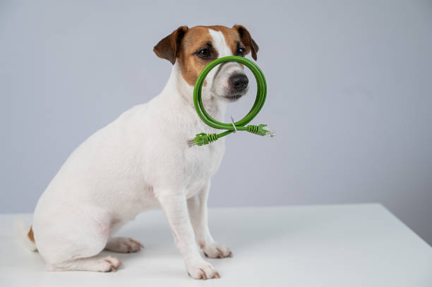 Jack Russell Terrier Dog Holding Internet Wire