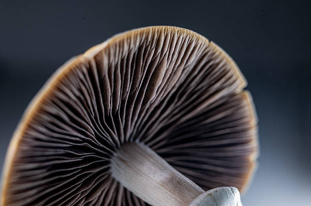 istock Macro of psychedelic mushroom cap with radial gills 2226695751