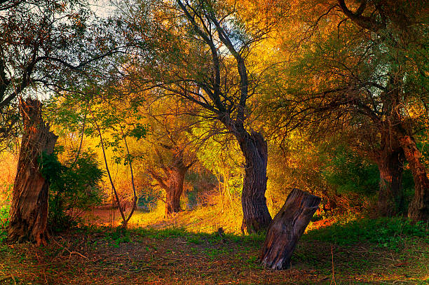 Deep in the autumn forest on a beautiful sunny day.
