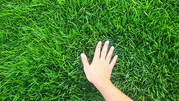 istock Hand on Fresh Green Grass: Connection with Nature 2226696051
