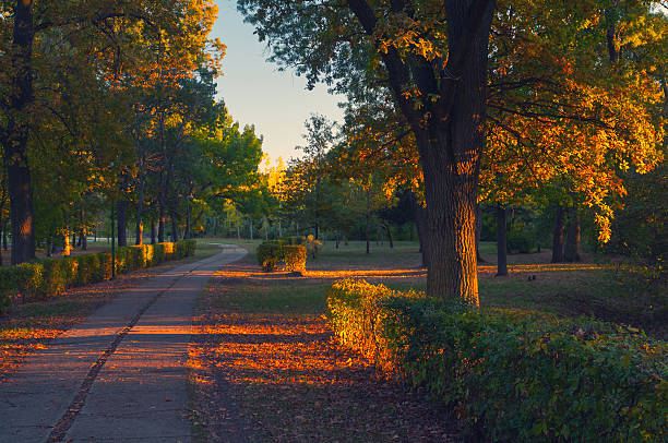 Beautiful autumn landscape on a sunny day showing footpath through the park.