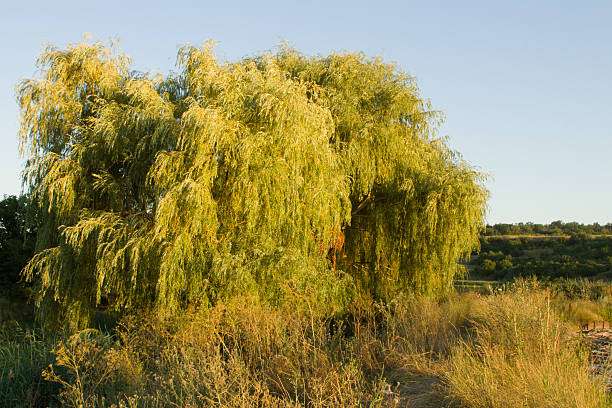 A tall tree with green leaves. Outdoor. Grass. Sky. Tree. Willow