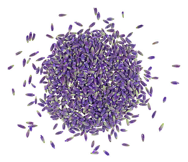 istock Fresh lavender buds isolated on a white background, top view. Flowers for brewing a herbal tea. 2226699240