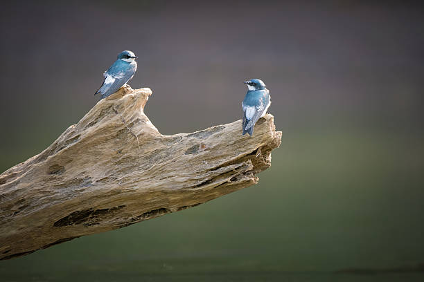 Tree Swallow (Tachycineta bicolor) in the Willamette Valley of Oregon. Ready to land on a tree snag.