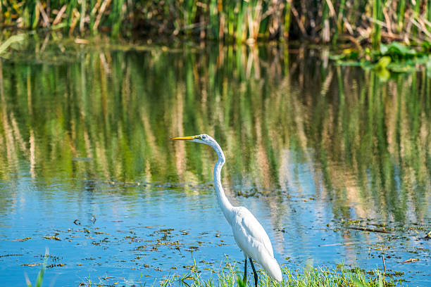 istock Great Egret (Ardea alba) Florida, USA 2226699699