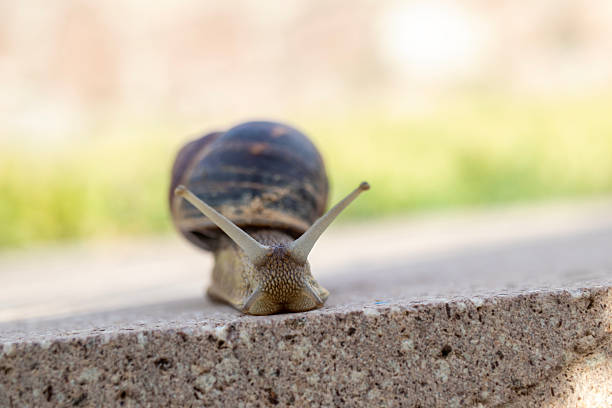 istock shelled snail, slug on its way. close-up macro 2226700000