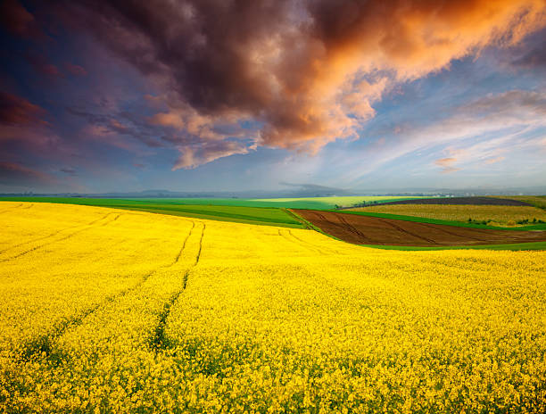 istock Dramatic summer meadow with yellow rapeseed at sundown. 2226701248