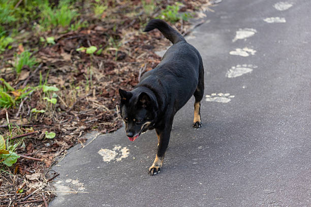 A medium size dog on a rural road in Hokkaido with big Higuma bear foot prints left on the road making it easy to imagine the size of the bear.