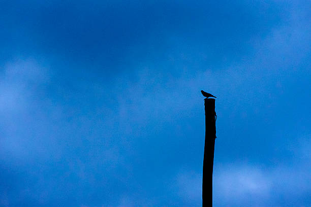 Silhouette of a small bird on top of a wooden trunk with a blue background.