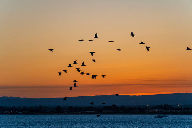 istock Flock of swallows at sunset 2226703696