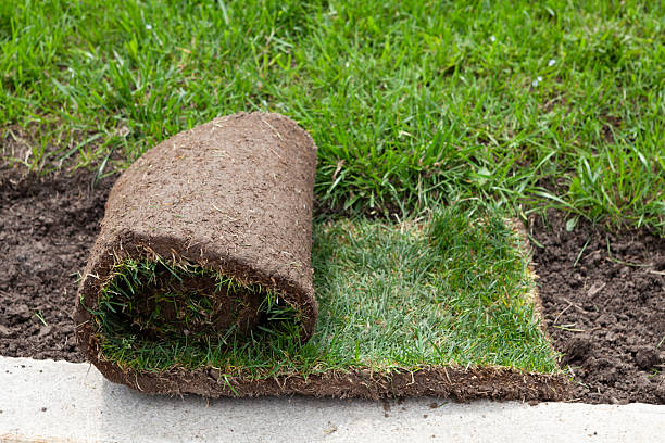 istock Fresh turf rolls for park lawn restoration. Grass carpet ready for installation. Rolled lawn or sod roll 2226704099