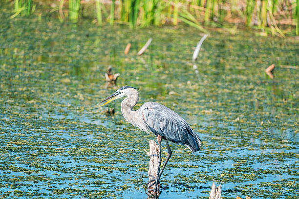 istock Great Blue Heron (Ardea herodias) Florida, USA 2226705624