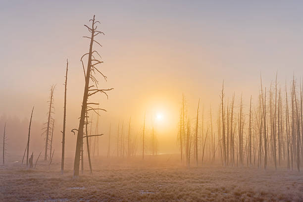 Tree snags located by the Lower Geyser Basin in Yellowstone  National Park
