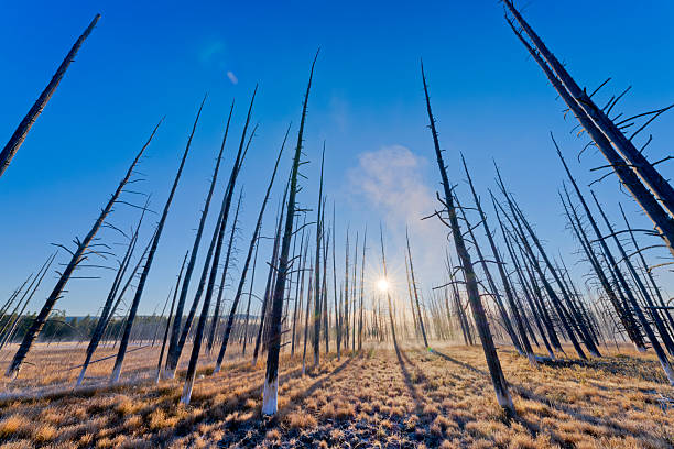 Tree snags located by the Lower Geyser Basin in Yellowstone  National Park