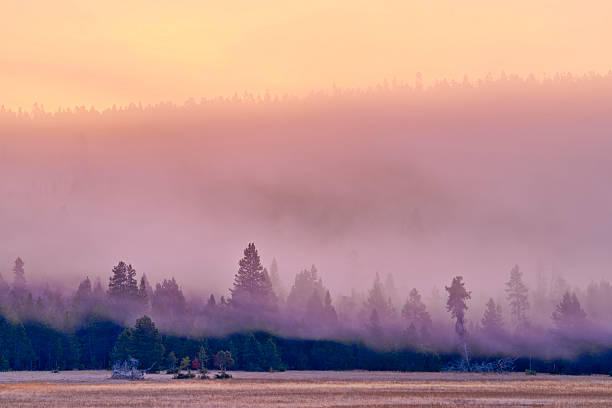 Forests and meadows along the Grand Loop road in Yellowstone National Park Lower geyser basin