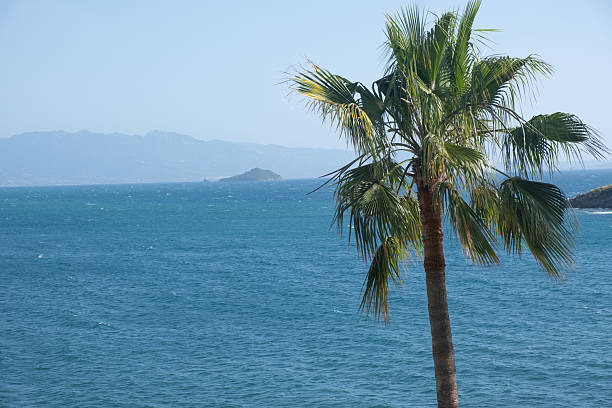 A tall palm tree stands prominently near the shoreline, overlooking a vibrant blue ocean. In the distance, gentle mountains rise under a clear sky, creating a tranquil coastal atmosphere.