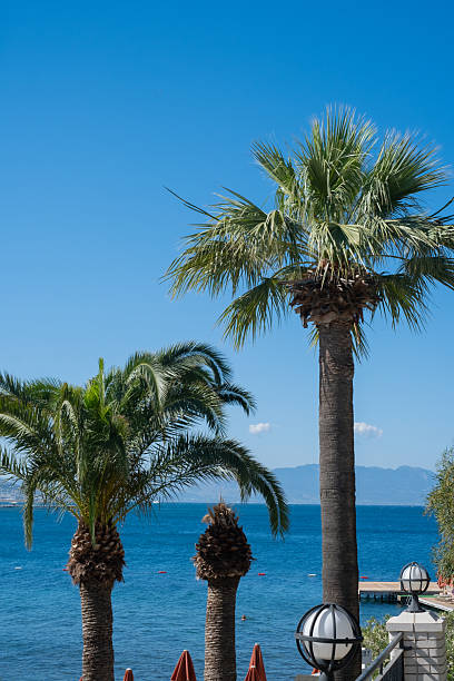 Two tall palm trees sway gently in the warm breeze, set against a vibrant blue sky and a serene ocean, creating a picturesque coastal ambiance.