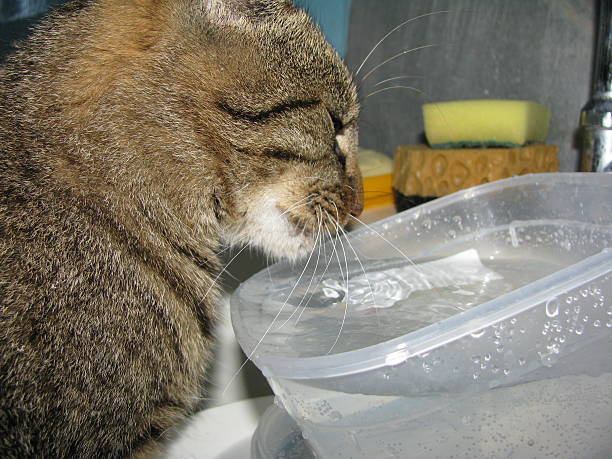 istock Domestic cat curiously observing water in a clear container placed in a kitchen sink, showcasing the playful nature of pets in home environments 2226707895