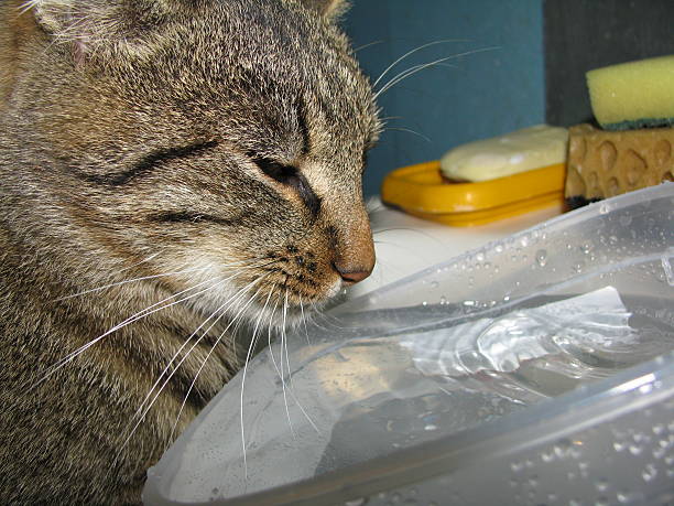 istock Domestic cat curiously gazes at water in a transparent container placed in a kitchen sink, surrounded by household items, showcasing feline curiosity and domestic life 2226707897
