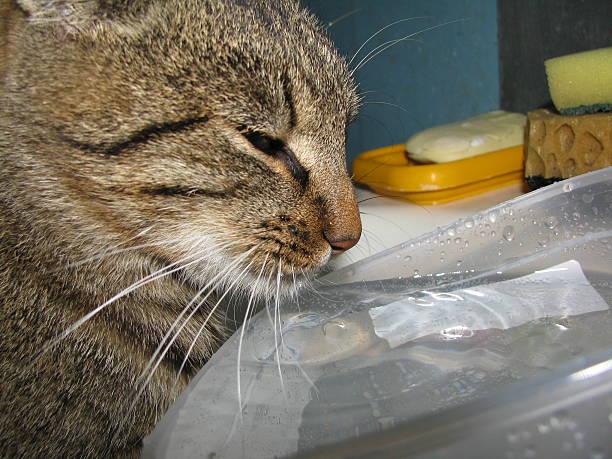 istock Domestic cat curiously observing water in a kitchen sink, with reflections and droplets creating an engaging scene of feline exploration and playfulness 2226707921