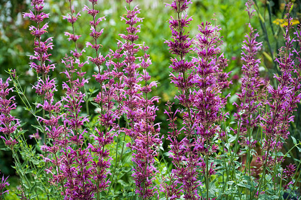 Agastache cana in blossom