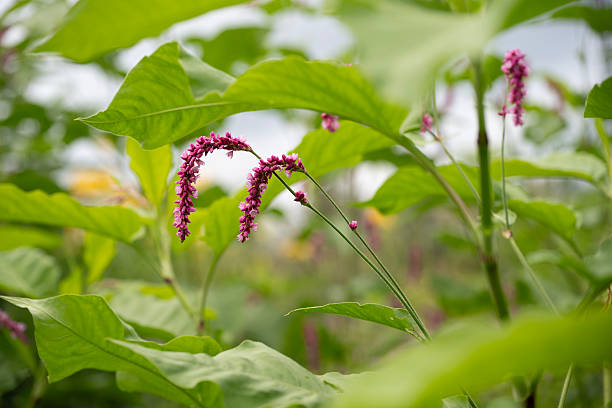 Kiss-me-over-the-gate flowers