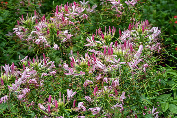 Spider flowers in garden