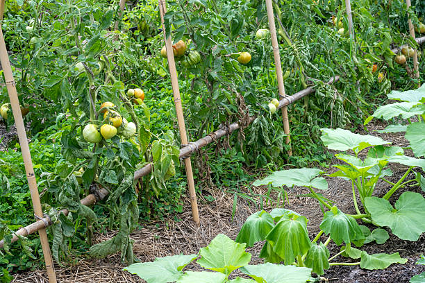 Tomatoes in vegetable garden