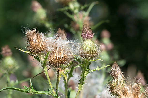 istock Spear thistle fluffy flowers closeup selective focus 2226711670