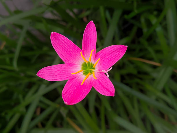 Pink Lily flowers on a dark background