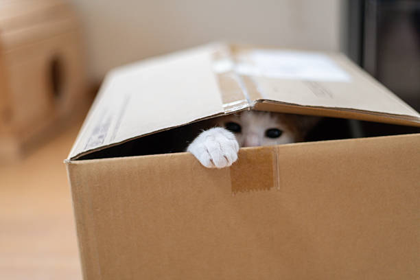 Cat peeking out from cardboard
