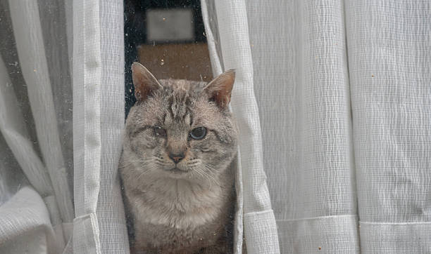 istock Cute cat looking out the window 2226713513